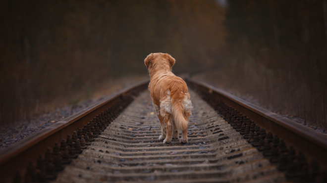 νεκρά-32-σκυλιά-που-είχαν-εγκαταλειφθεί-563755480
