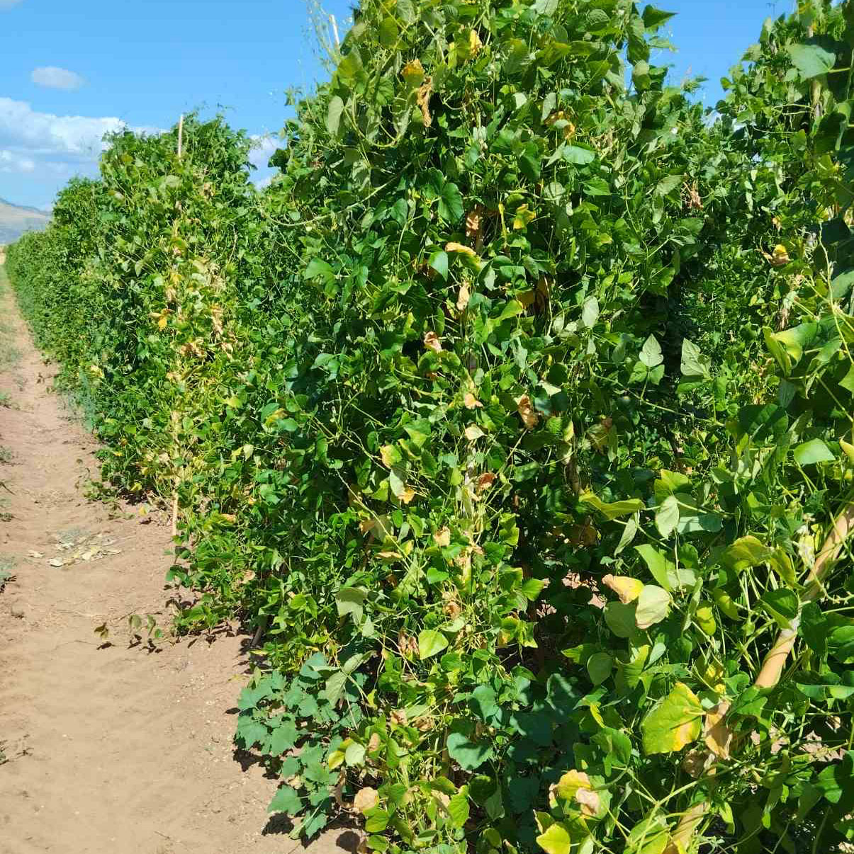 Kλιματική κρίση: Οι καλλιέργειες «μεταναστεύουν» βορειότερα-1