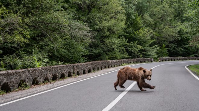 διχάζει-το-κυνήγι-αρκούδας-563759719