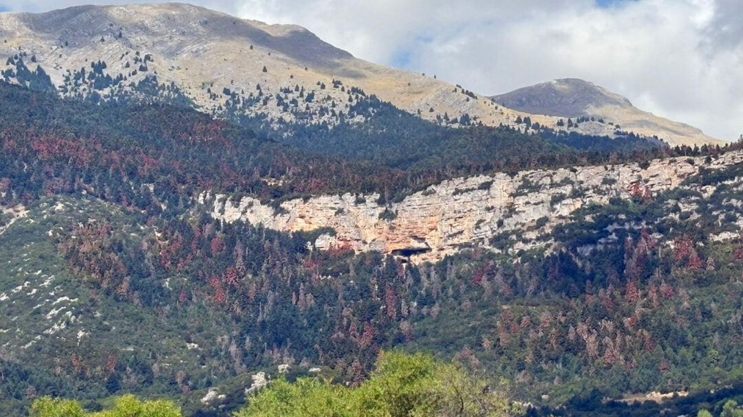 το-σύνδρομο-της-νεκρής-ελάτης-563778070