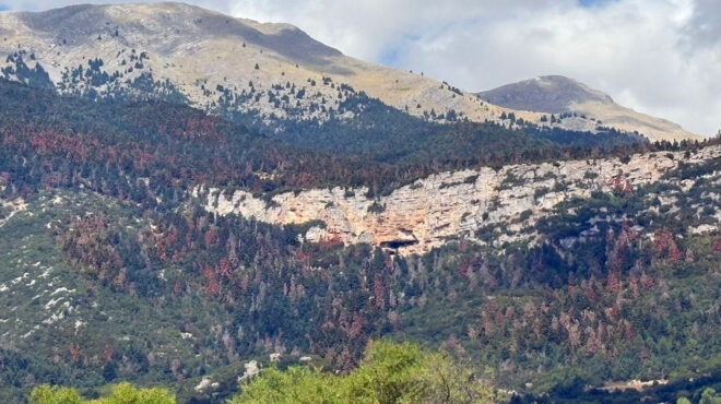 το-σύνδρομο-της-νεκρής-ελάτης-563778070