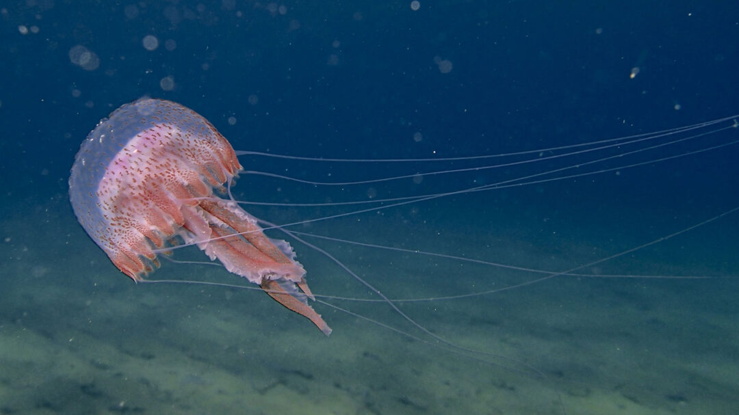 η-ζέστη-αλλάζει-ήδη-τις-θάλασσες-της-ελ-563748229