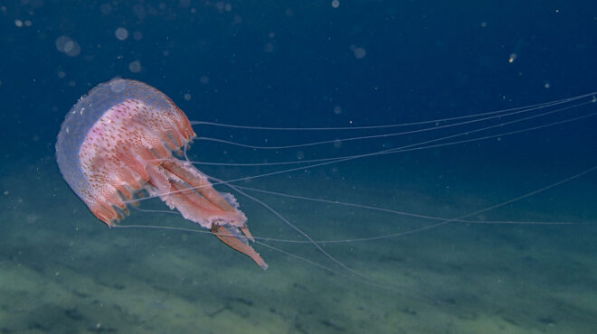 η-ζέστη-αλλάζει-ήδη-τις-θάλασσες-της-ελ-563748229