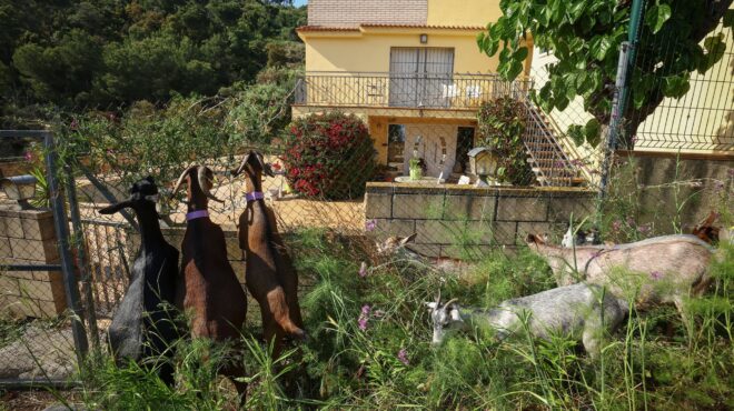 αντιπυρική-προστασία-με-πεινασμένα-κ-563756197