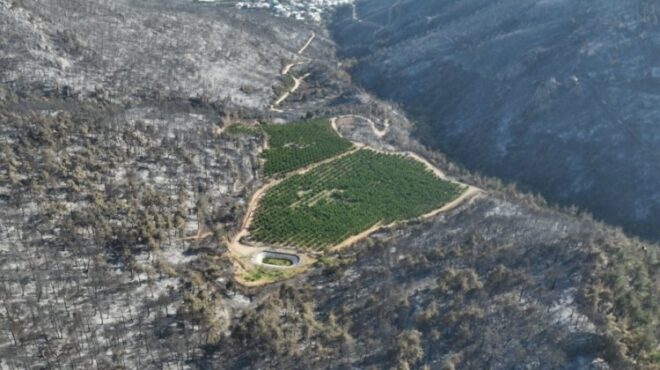 πράσινο-στην-καμένη-γη-πώς-ένας-οπωρών-563785810