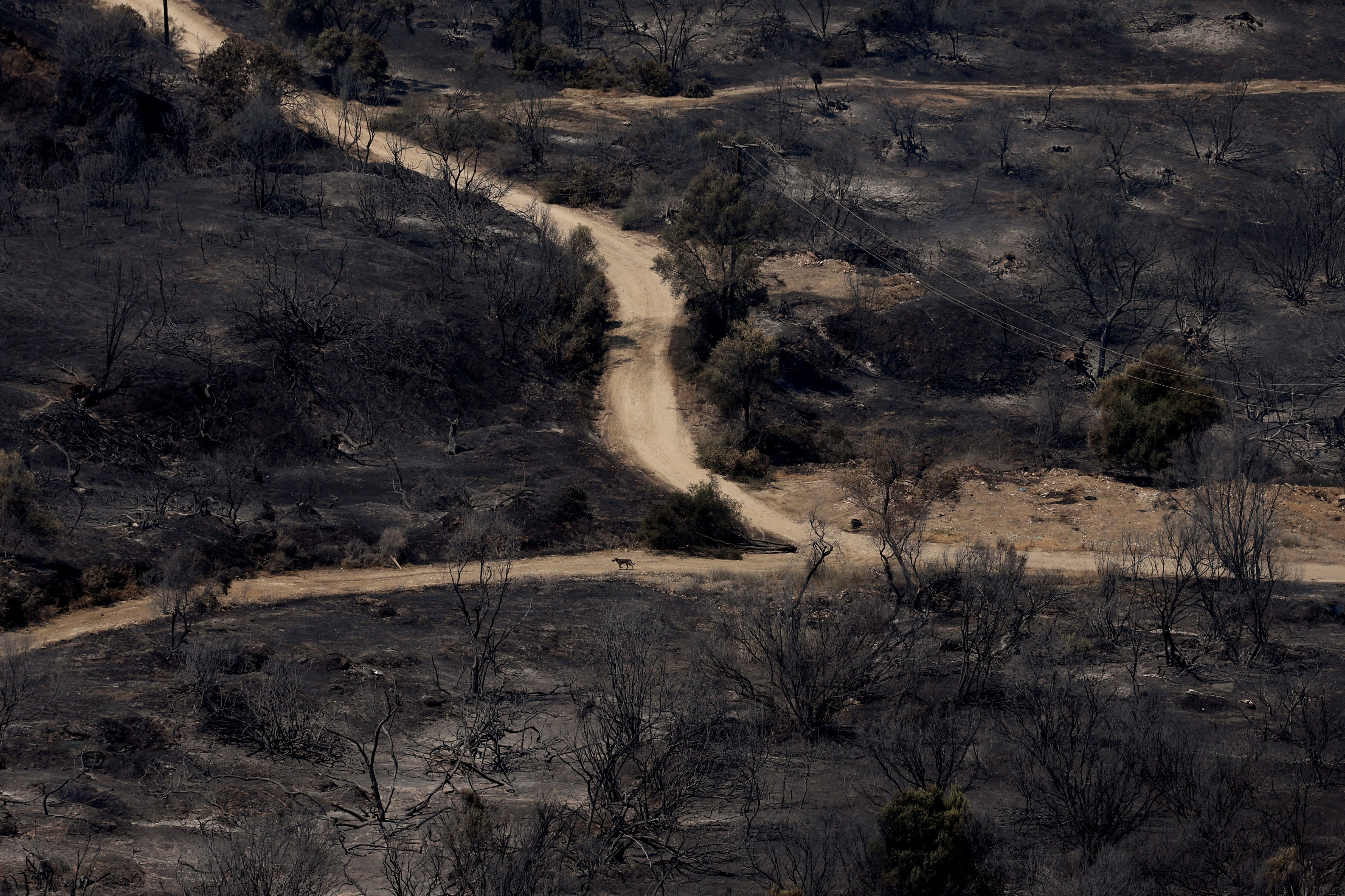 Φωτιά στην Πάτρα: Σκηνές αποκάλυψης στα πύρινα μέτωπα-9