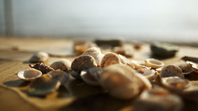 γιατί-τα-κοχύλια-της-παραλίας-δεν-είνα-563760400