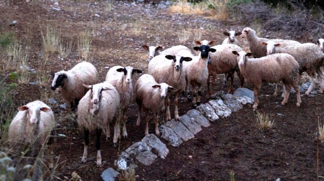 κοζάνη-σήμερα-η-θανάτωση-200-προβάτων-λό-563783980