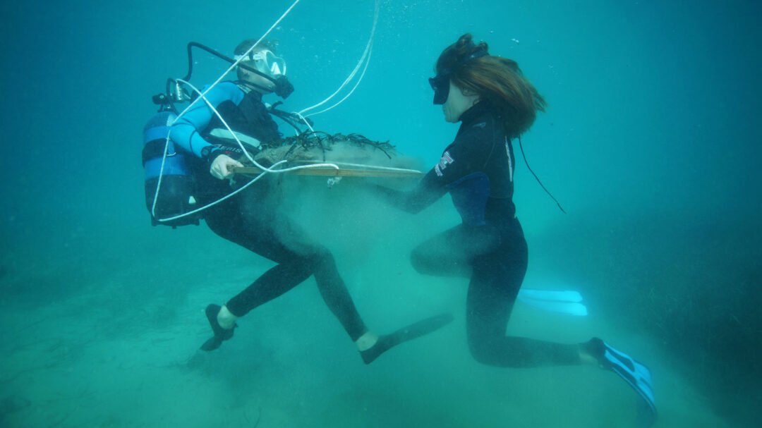 φυτεύοντας-υποβρύχιους-κήπους-στους-563764072