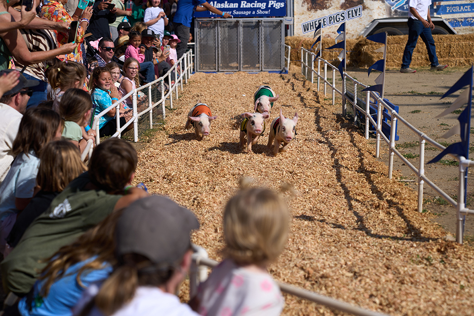 Ελβις με σαντούρι-2