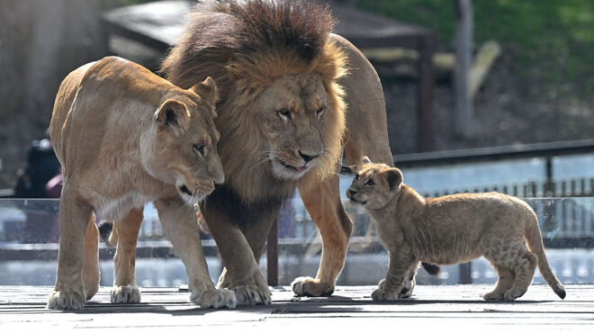 το-βλέμμα-είναι-κοινό-563755852