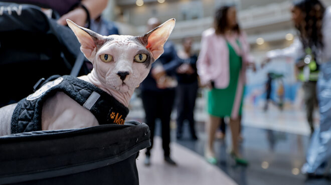 θεραπευτικά-ζώα-563782996