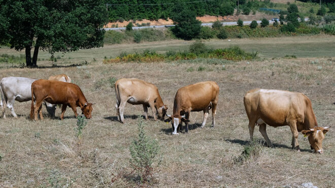 βιώσιμη-κτηνοτροφία-με-ψηφιακά-εργαλ-563764150