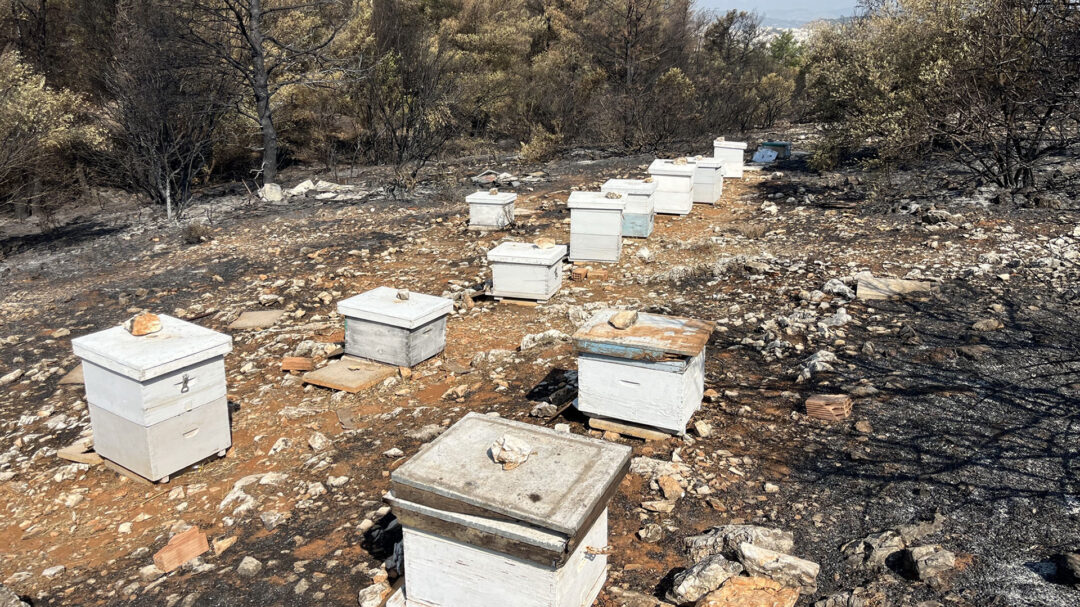 πυρκαγιά-στον-υμηττό-kαπνίζουν-μελίσσ-563745214