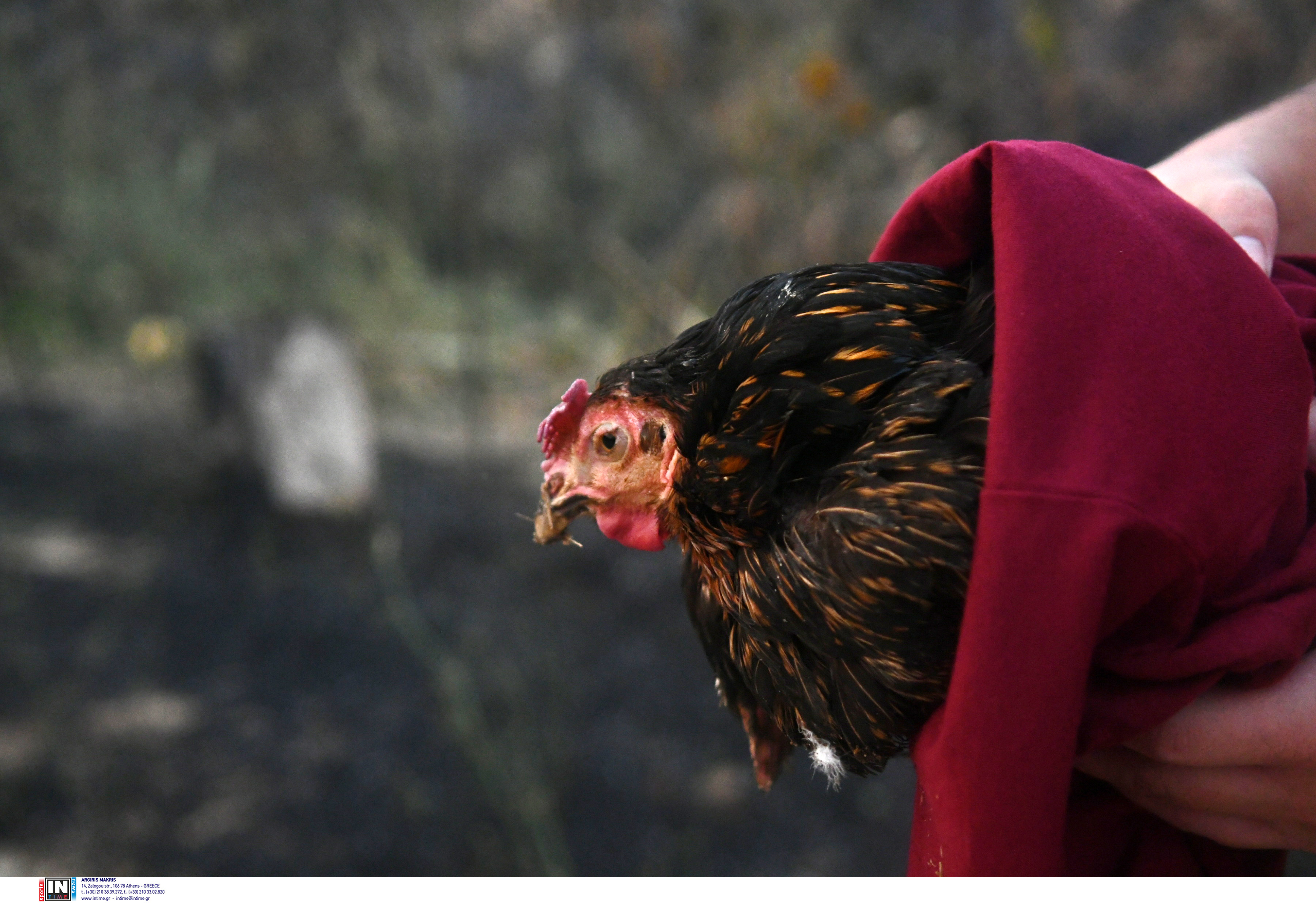 Φωτιά στην Πάτρα: Τρέχοντας με τα ζώα αγκαλιά – Συγκλονιστικές εικόνες-4