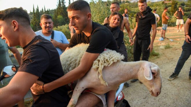 φωτιά-στην-πάτρα-τρέχοντας-με-τα-ζώα-αγ-563763082