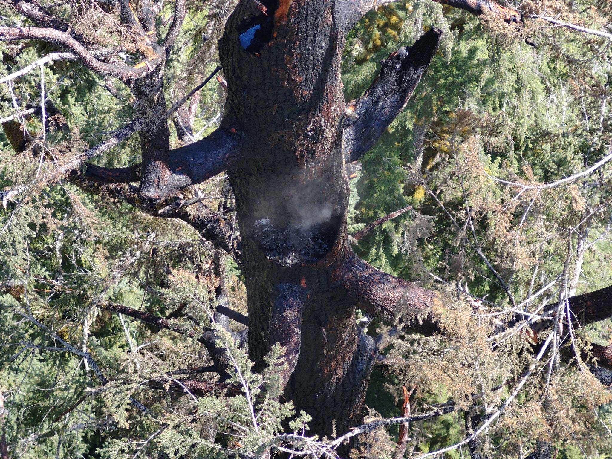 Φωτιά σε ένα από τα ψηλότερα δέντρα του κόσμου – Αγώνας δρόμου για τη διάσωσή του-2