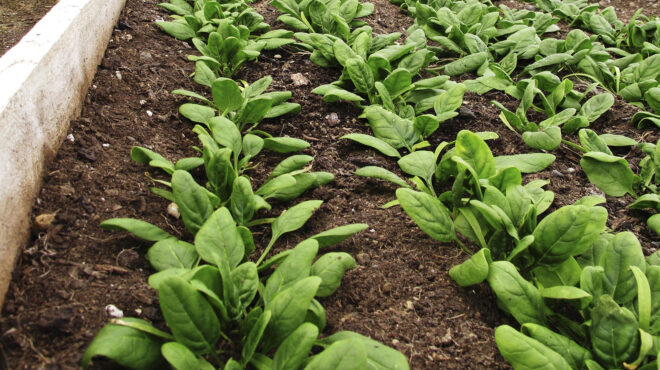 πώς-η-ελλάδα-γέμισε-εικονικό-σπανάκι-563748163