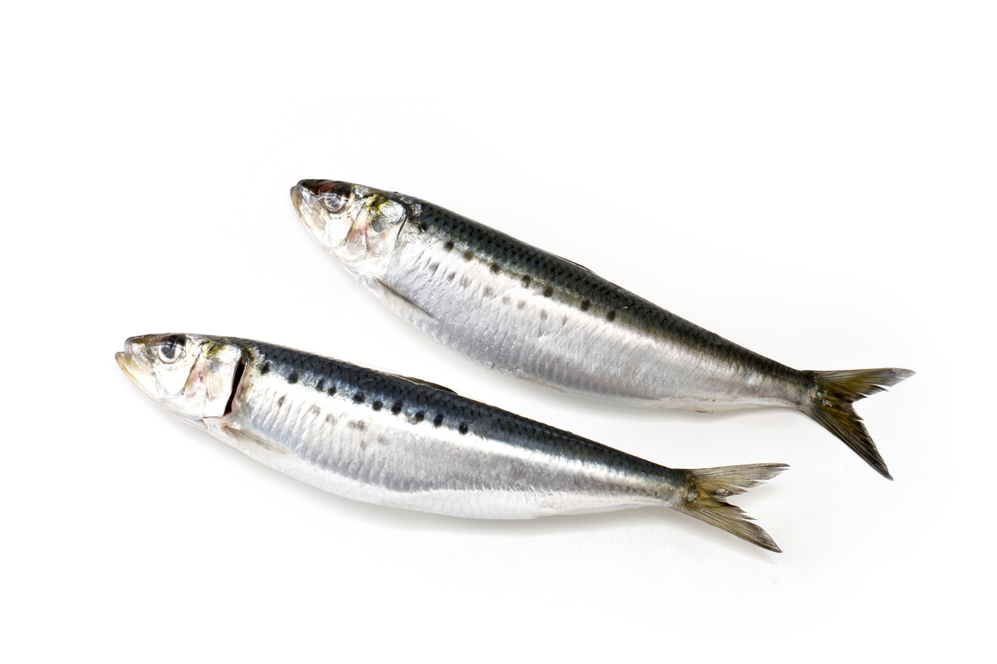 Τα διλήμματα της ψαροταβέρνας-1