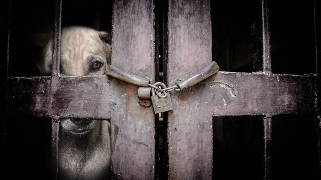 η-πολιτεία-αφοπλίζει-τους-κακοποιητέ-563782162