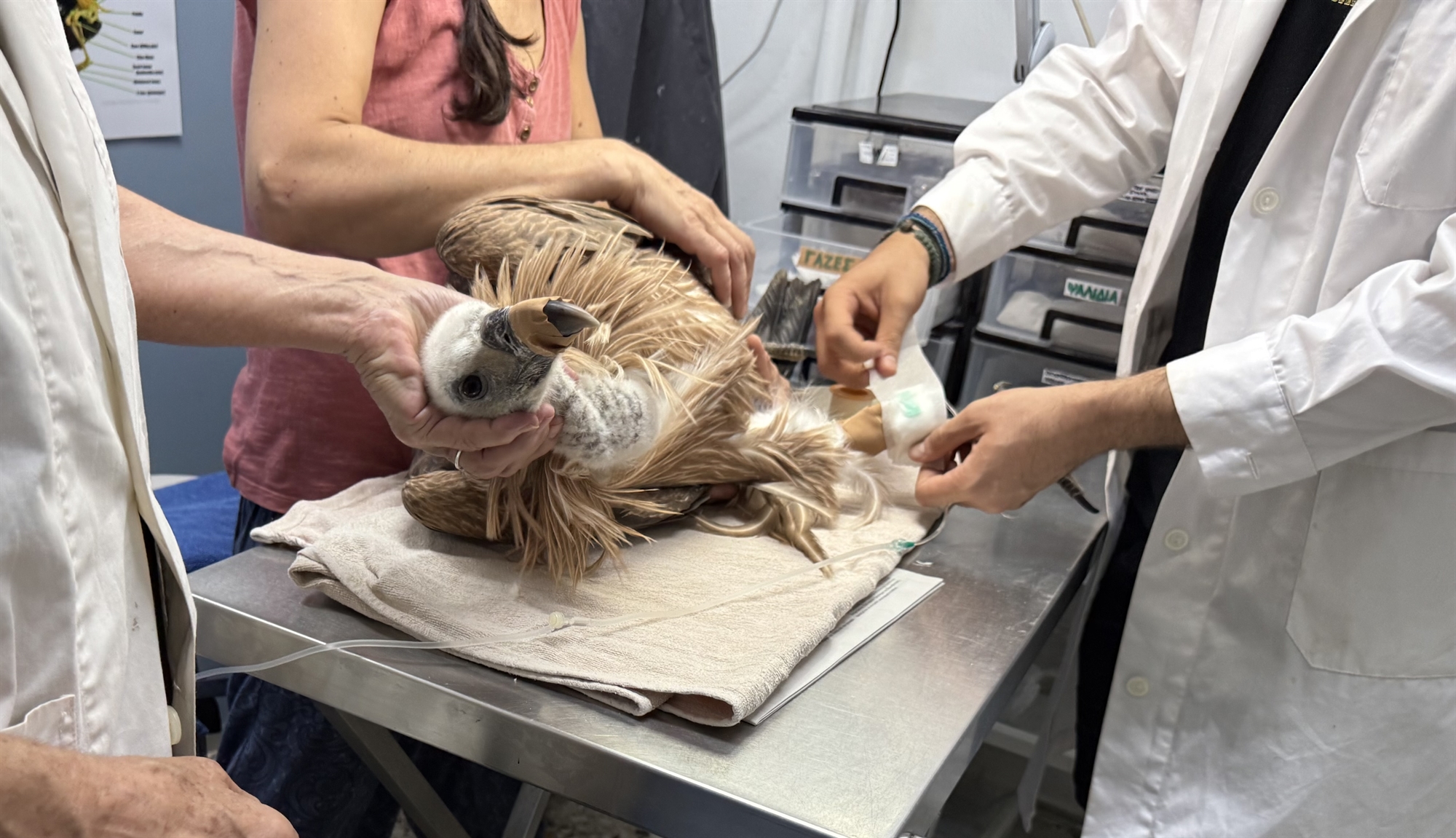 Μια μέρα στα επείγοντα άγριων ζώων-3