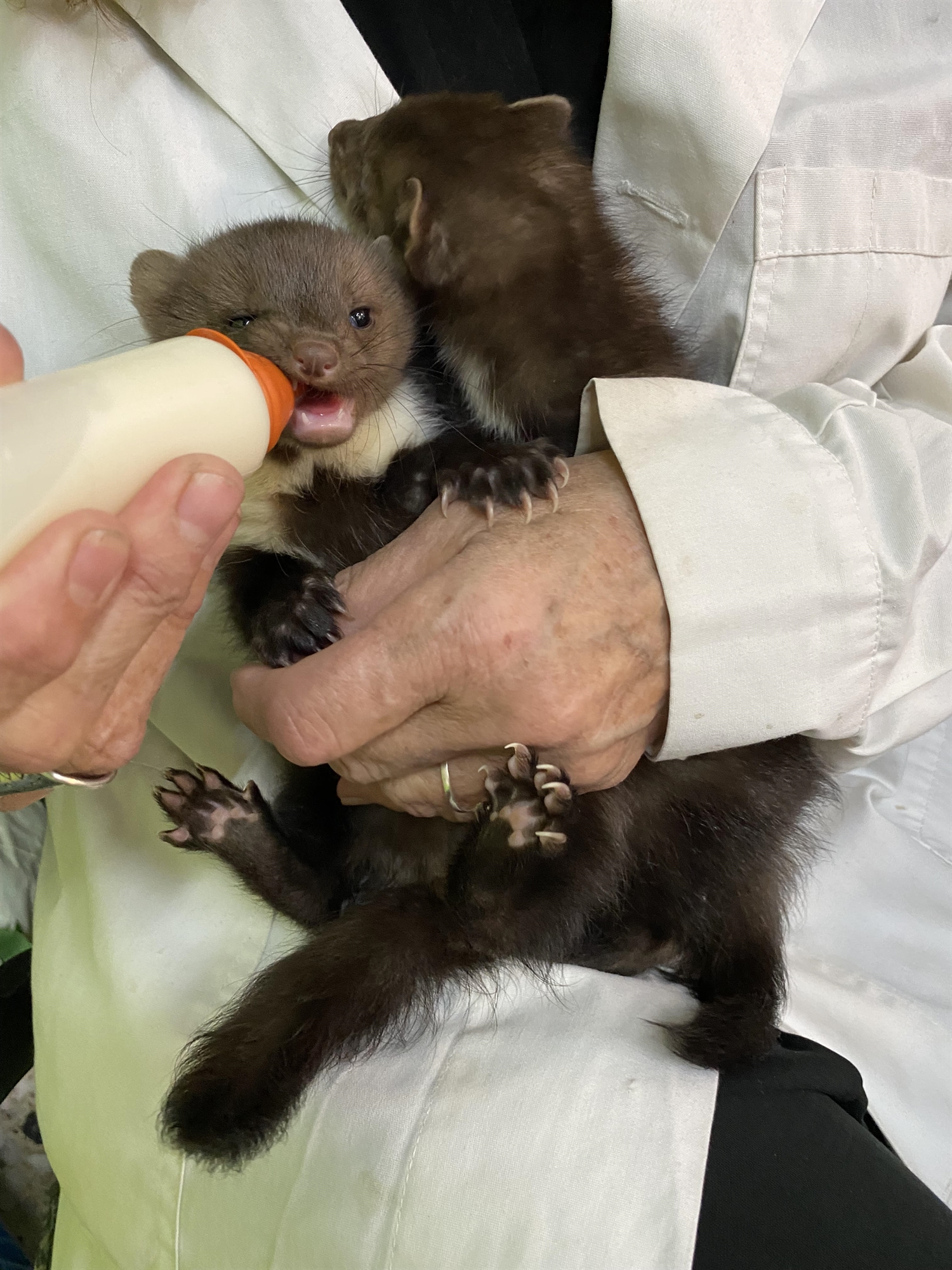 Μια μέρα στα επείγοντα άγριων ζώων-2