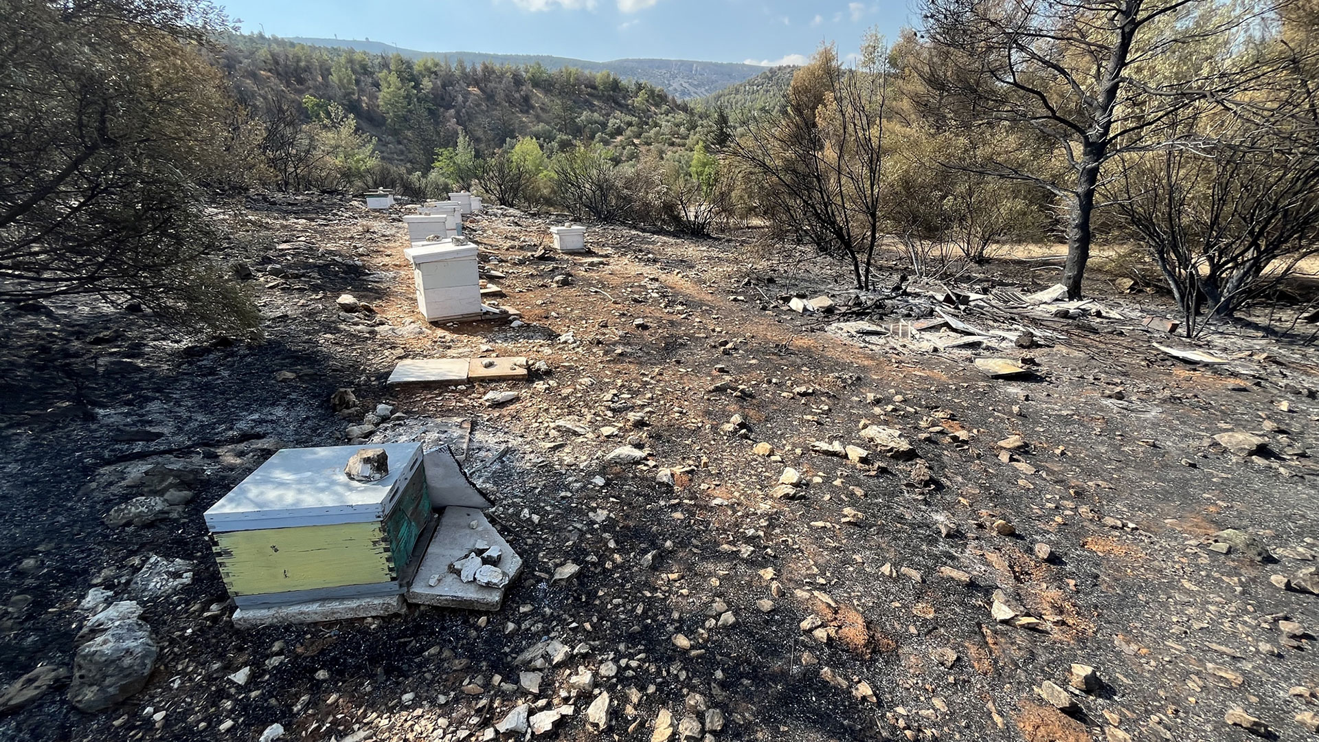 Πυρκαγιά στον Υμηττό: Kαπνίζουν μελίσσια είκοσι χρόνια στην Πανεπιστημιούπολη-2