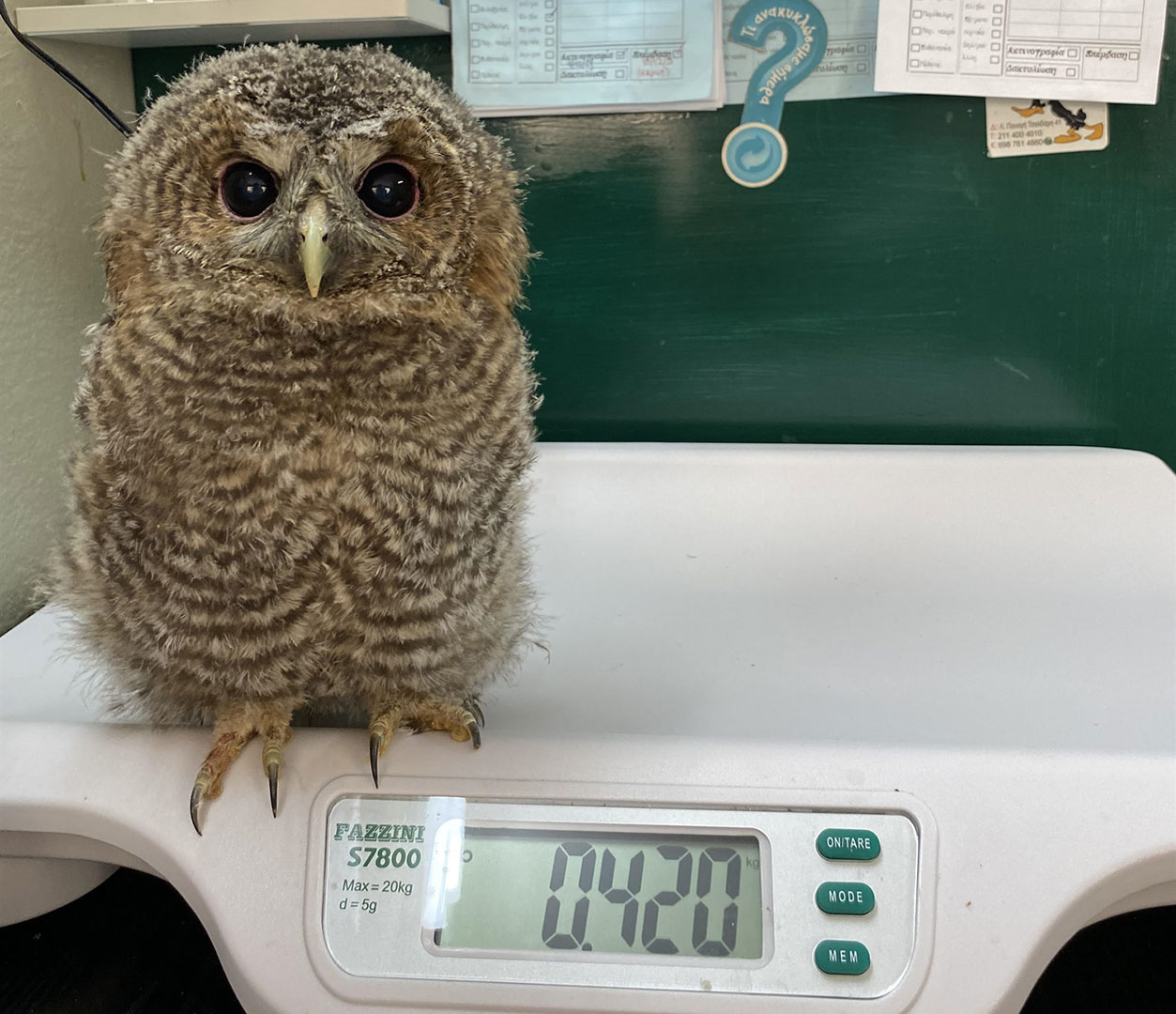 Μια μέρα στα επείγοντα άγριων ζώων-1