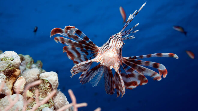 τροπική-θάλασσα-η-μεσόγειος-563767093