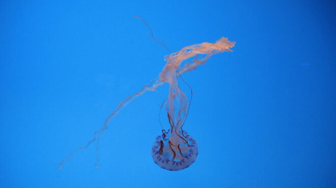 γαλλία-εκτός-λειτουργίας-το-μεγαλύτε-563759287