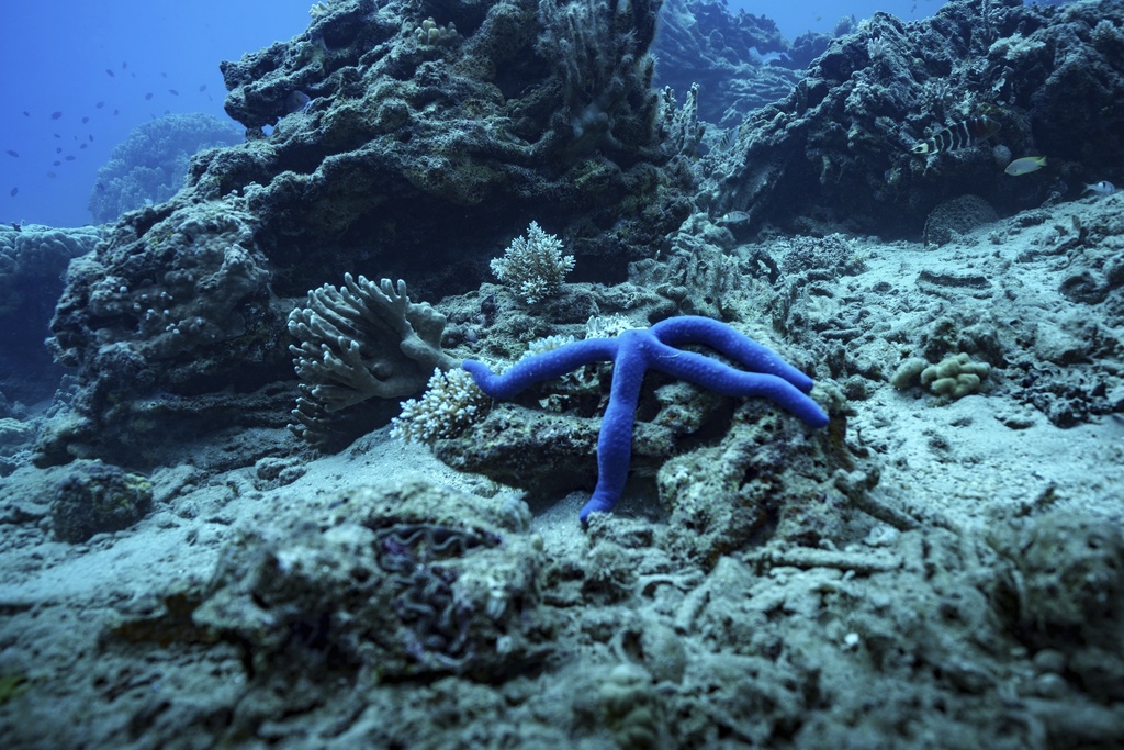 Οι επιστήμονες έλυσαν το μυστήριο μαζικού αφανισμού δισεκατομμυρίων αστεριών του Ειρηνικού – «Επιτέλους»-3