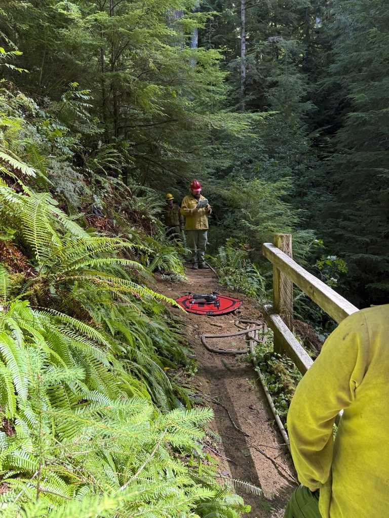 Φωτιά σε ένα από τα ψηλότερα δέντρα του κόσμου – Αγώνας δρόμου για τη διάσωσή του-4