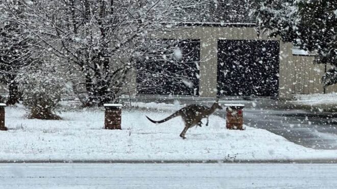 αυστραλία-σπάνιο-στρώμα-χιονιού-κάλυ-563748511