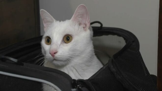 γαλλία-πρόστιμο-σε-επιβάτιδα-τρένου-γ-563785930