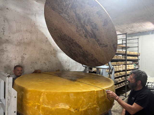 Η «μεγαλύτερη γραβιέρα του κόσμου» ωριμάζει στα Ζωνιανά-1