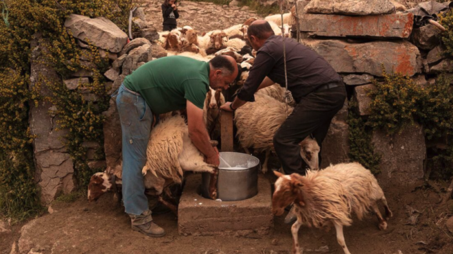 οροπέδιο-νίδας-άγρια-ομορφιά-βοσκική-563753458