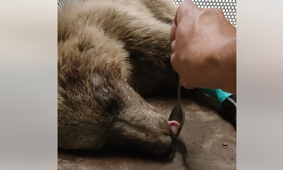 αρκτούρος-με-κάταγμα-στο-κρανίο-νεαρή-563760472