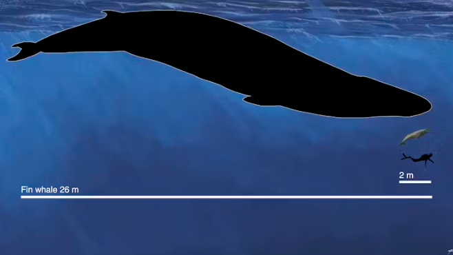 Αυστραλία: Ανακαλύφθηκε νέο είδος προϊστορικής φάλαινας-1