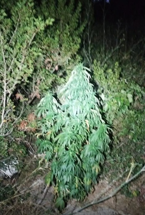 Χανιά: Δύο αστυνομικοί τραυματίες σε επιχείρηση της ΕΛ.ΑΣ – Εντοπίστηκαν 7 κιλά κάνναβης-1