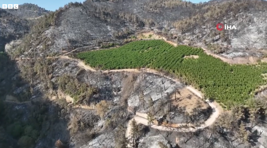Πράσινο στην καμένη γη: Πώς ένας οπωρώνας γλίτωσε άθικτος από τον πύρινο όλεθρο-1