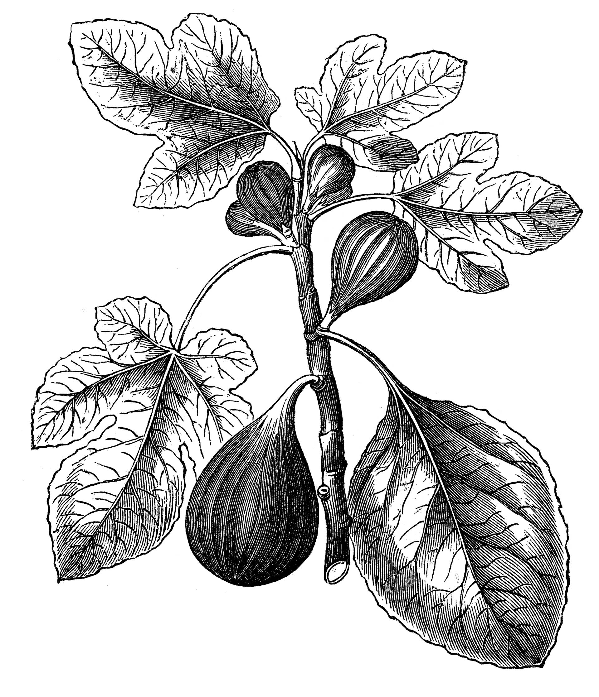 Το δέντρο που συμβολίζει τη θετική στάση στη ζωή-1