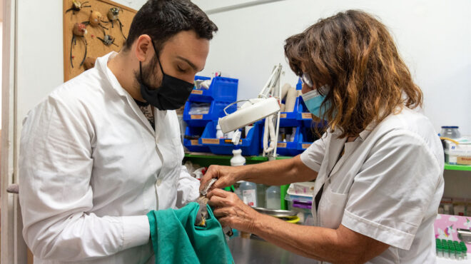 μια-μέρα-στα-επείγοντα-άγριων-ζώων-563753614