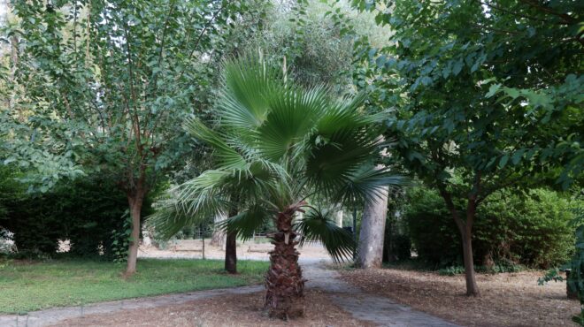 ανοιξε-το-aλσος-χωροφυλακής-ολοκληρ-563779645