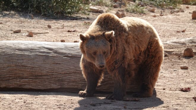 φλώρινα-αυτοκίνητο-παρέσυρε-και-σκότ-563749588