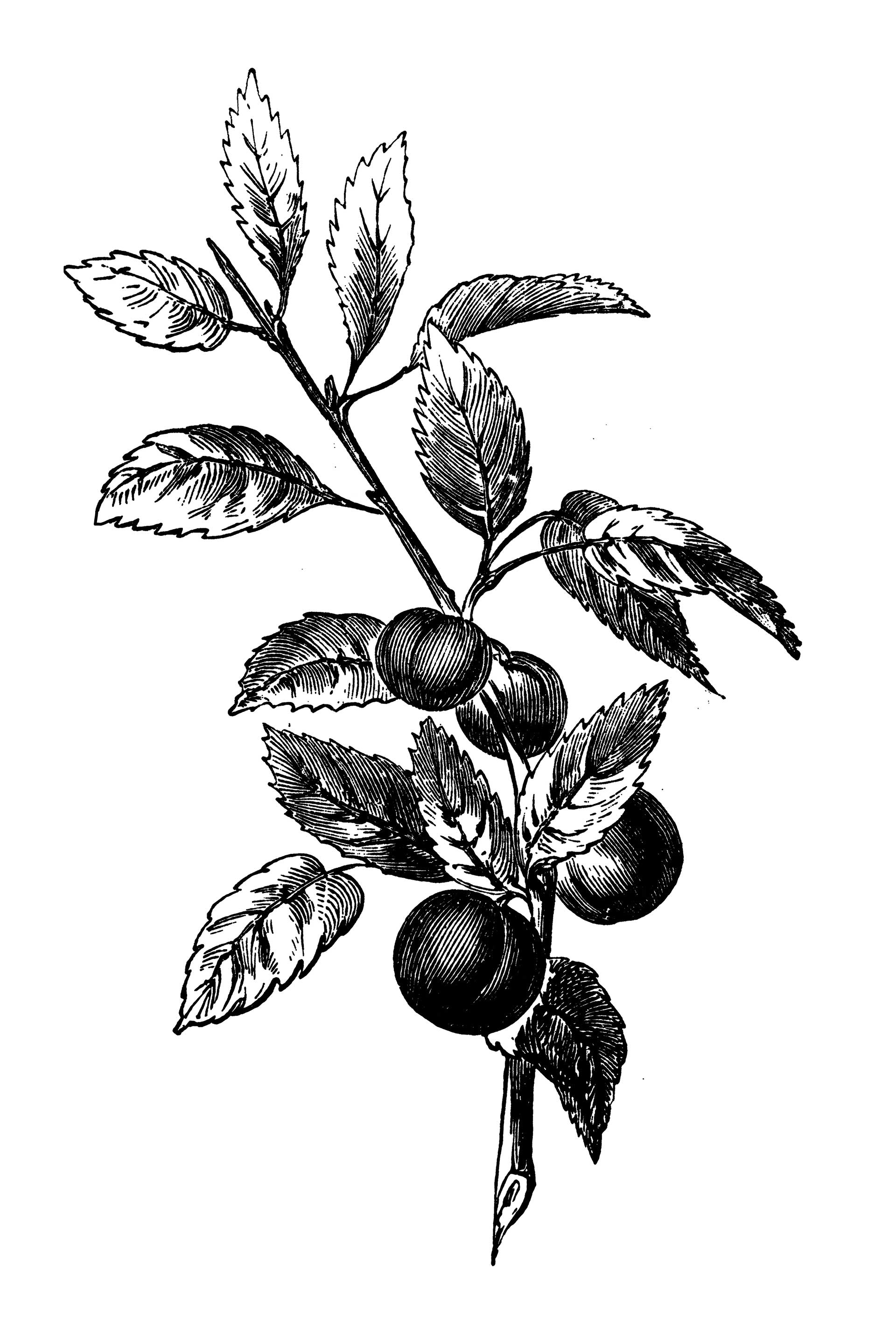 Το γλυκόξινο φρούτο με την ισχυρή αντιφλεγμονώδη δράση-1