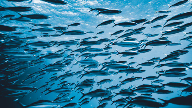 τα-διλήμματα-της-ψαροταβέρνας-563767591