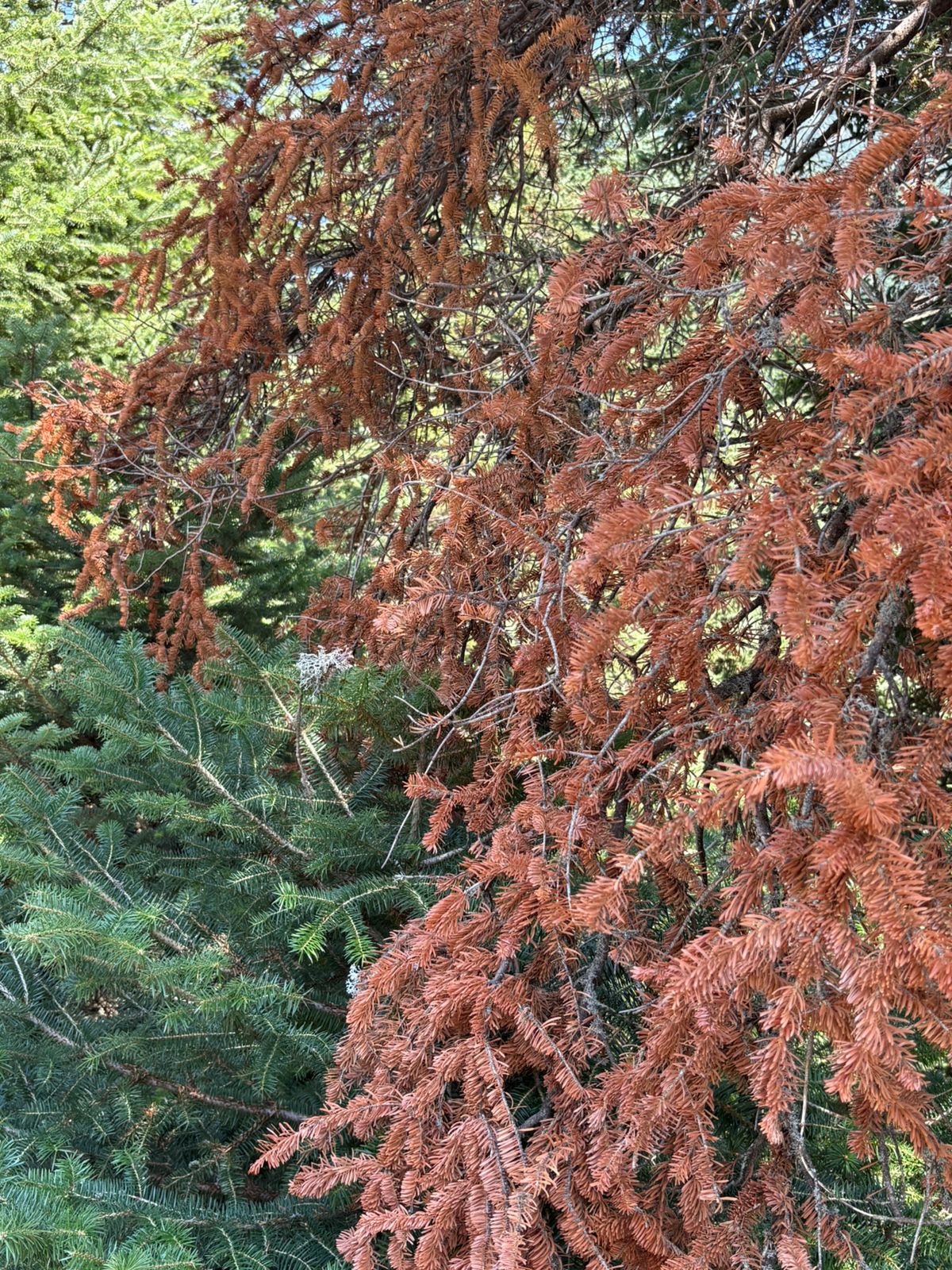 Το σύνδρομο της νεκρής ελάτης-1