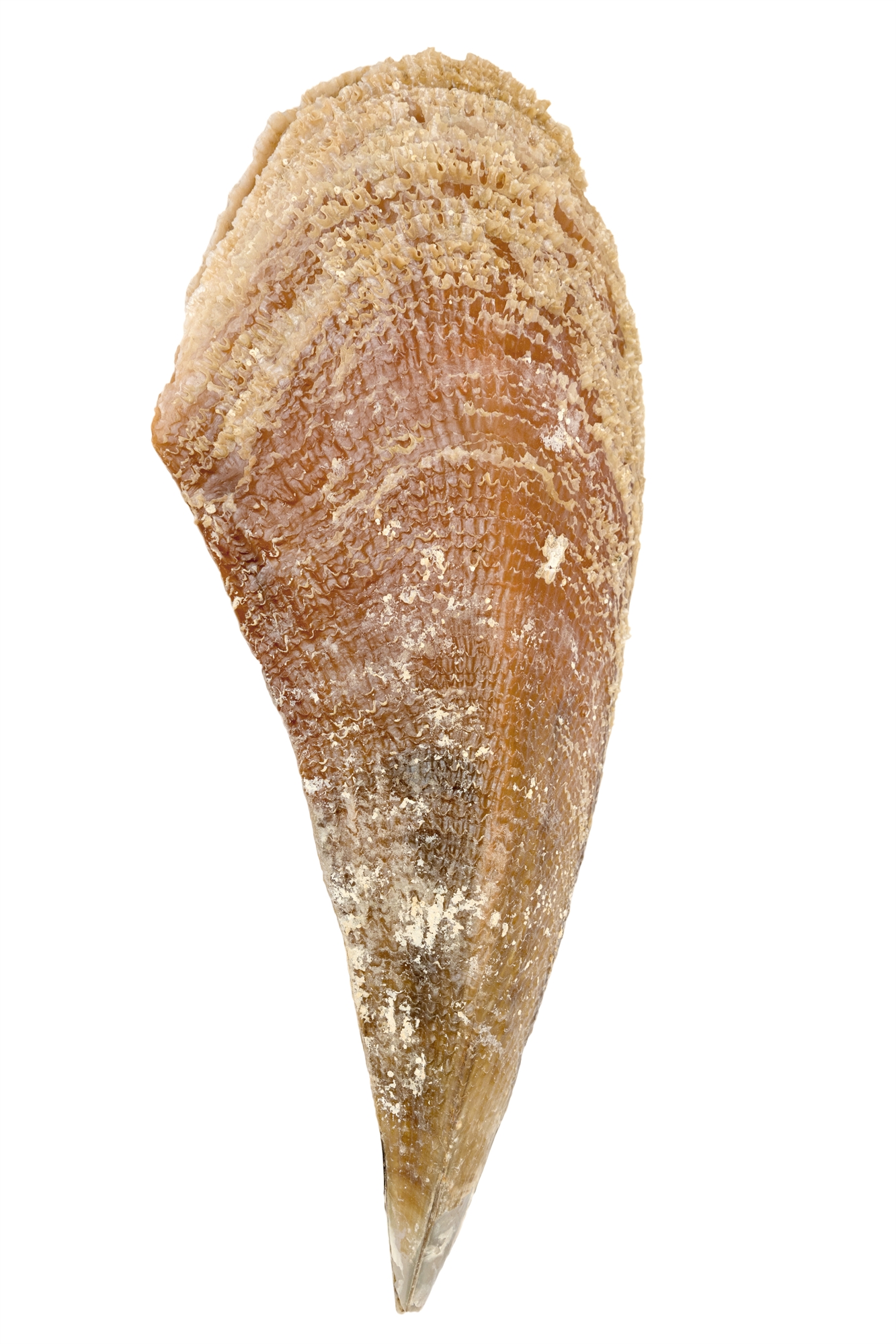 Τα διλήμματα της ψαροταβέρνας-6