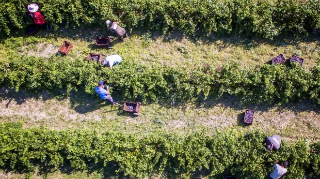 kλιματική-κρίση-οι-καλλιέργειες-μετα-563744725