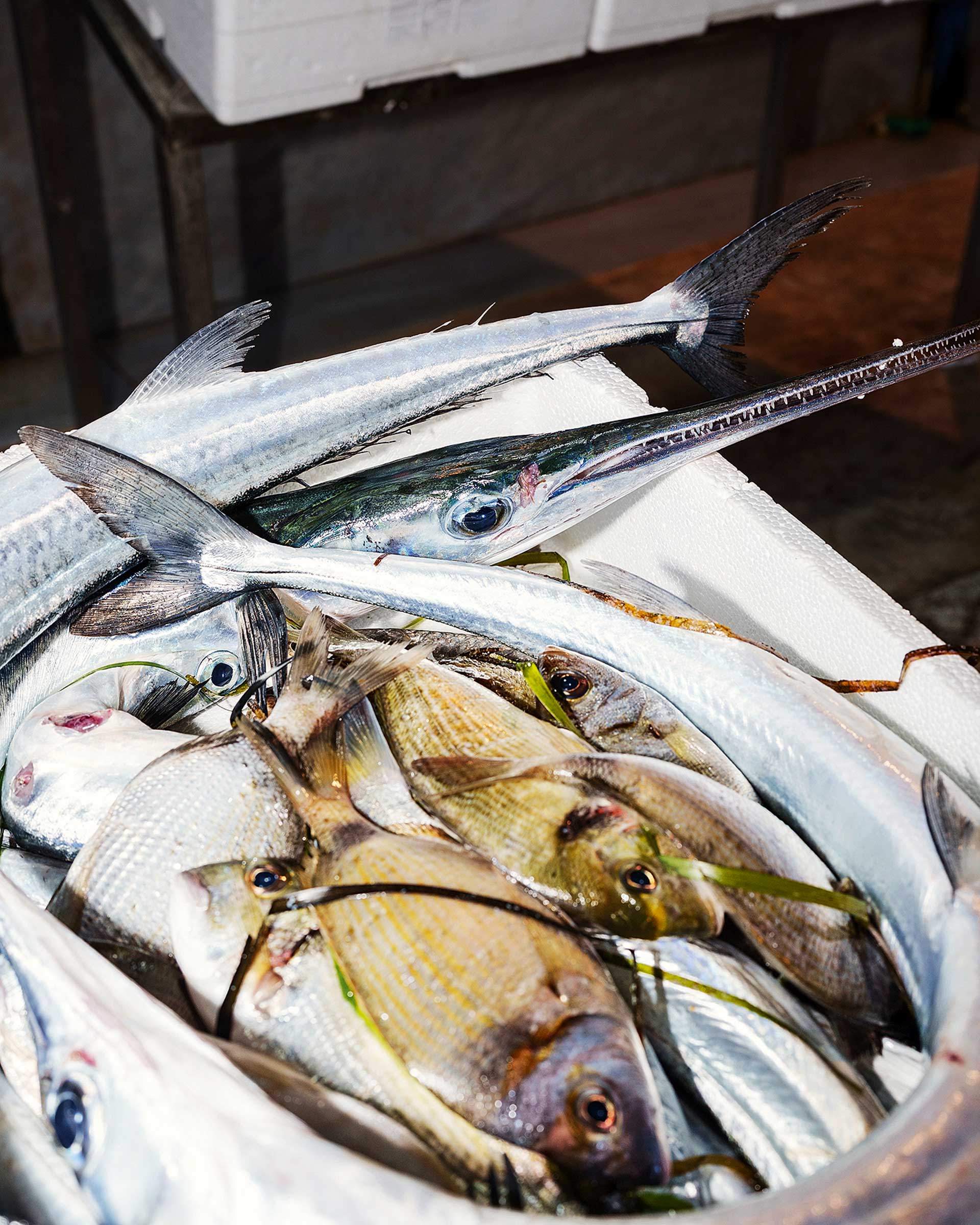 Στην «Ιπανέμα» της Βόρειας Ελλάδας-5